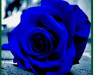 szuper - Blue roses puzzle